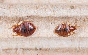 The whole Strategy of Bed Bugs
